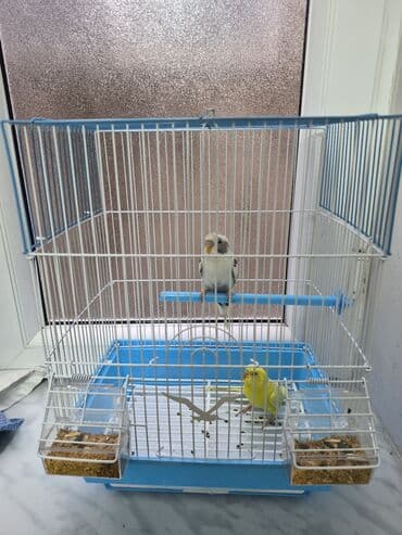 pomeranian spitz satisi: Popuqay 2 eded Dünen alinib. Qefeside yenidir Uşaq ders oxumadigi — 6