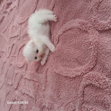 приют для кошек баку: Шиншилла, Самка, В добрые руки, Самовывоз — 2