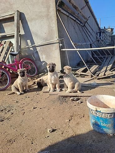 Pişiklər: Kanqal — 3