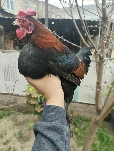 Salam heyvan tam saqlam heyvandir 1 il yarinliqdu whatcap akdivdir