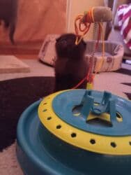 britain pişiyi: Şotland, Erkək, Dişi, Yaxşı əllərə, Ünvandan götürmə — 3