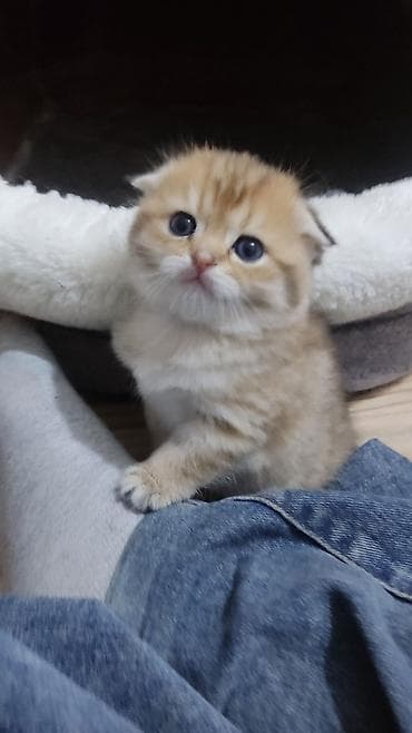 britan şinşila: Qızıl şinşilla, Dişi, Yaxşı əllərə, Ünvandan götürmə, Ödənişli çatdırılma — 10