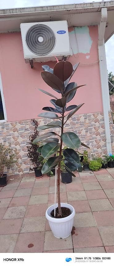 nokia yarpaq: Ficus elastica “Abidjan” (rezin ağacı) – iri, tünd-yaşıl-bürünc — 3