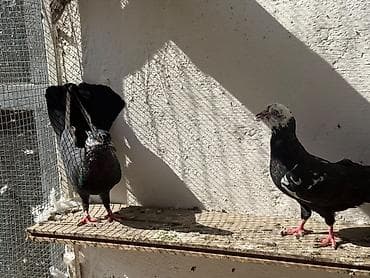goyercin: Enli quyrug qara ciller hazir cutde var tek erkeyde var tek maya — 7
