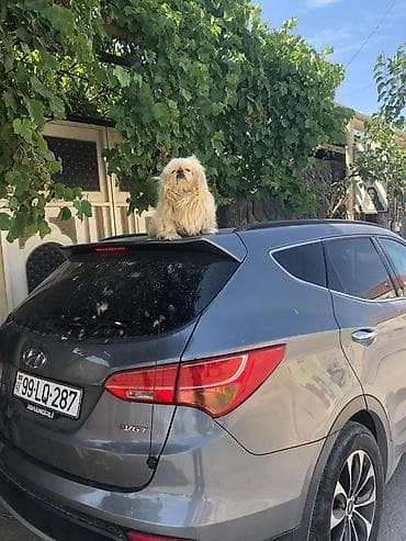 Pekines, 11 ay, Erkek, Peyvəndli