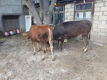 козы: Самка, лет: 1, Для разведения, Для мяса, Самовывоз — 2