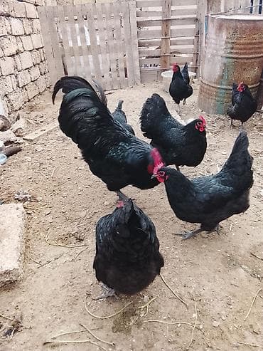 sort toyuq: Toyuq, Australorp, Yumurtalıq — 4