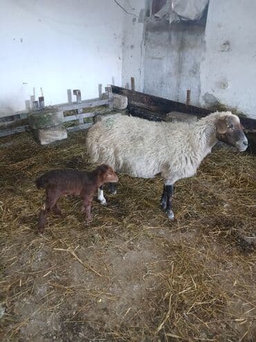 Ana bala 380man 3cu qarlndl dogur. bașqa bogaz heyvanlarlmda