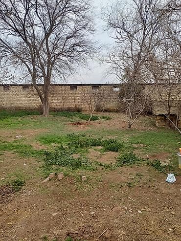 qaz cuceleri: Toyuq cücələri, Ətlik — 9