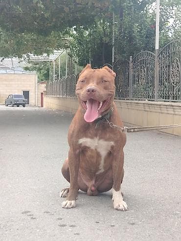 Pitbul, 1 il, Erkək