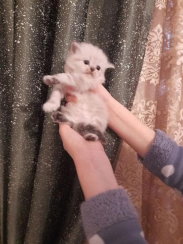 Gümüş rəng çalara sahib, tükləri sıx və yumşaq, qısa burunlu, iri — 2