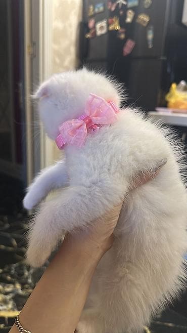 mingəcevir pişik: Şotland yastı qulaq — 4