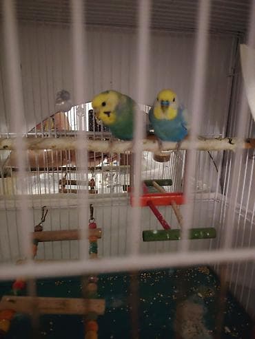 tutuquş: Cüt dalğalı tutuquşu (budgerigar) təqdim olunur. Şəkillərdə iki quş — 1