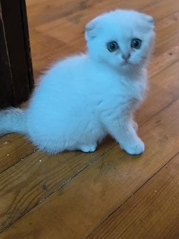 Şotland yastı qulaq — 5