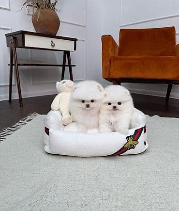 çoban itleri: Şpitz, 2 ay, Sənədli — 1