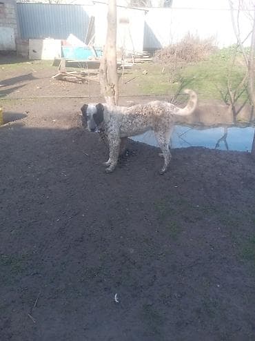 Digər heyvanlar: Qurdbasar satılır barterdə var telfonla vəya dişi itlə 7 aylığdı həyət — 3