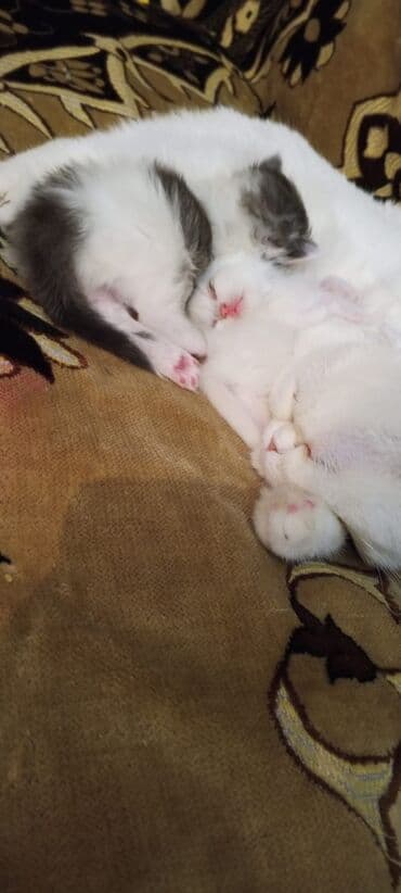 pişik adları azərbaycanca: Pişiklər — 1