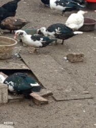 bildirçin satilir 80 qep: Erkək, | Lal ördək, Damazlıq, Ünvandan götürmə, Ödənişli çatdırılma — 4