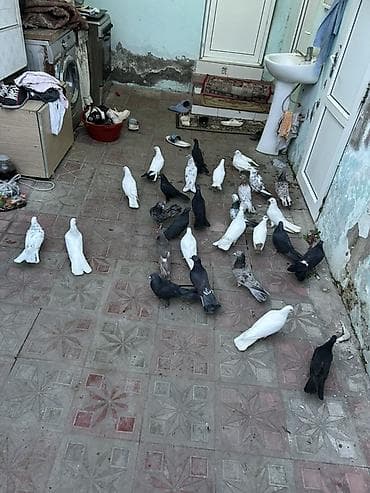 Akvariumlar: Kom 5 manatdan her niwanda quw var icinde — 3