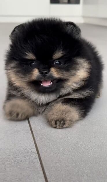 pomeranian spitz baku: Şpitz, 2 ay, Peyvəndli, Ünvandan götürmə — 4