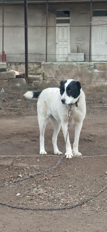pitbull itləri: Alabay, 1 il, Dişi, Peyvəndli, Ödənişli çatdırılma — 7