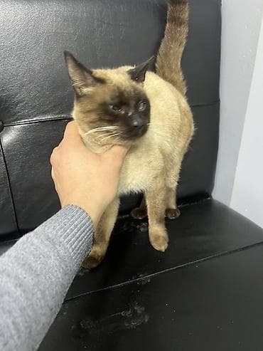 qara pisik sekilleri: Siam — 5