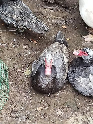 beyleqan sortu qoyun: Lal ördəklər satilir amerikan,yerli və başq növdə var qiymətlər — 2