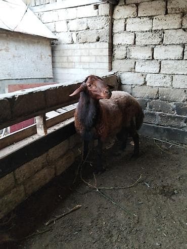 qoyun: Salam temiz qan qala qoçu 1 yaş 5 aylıq qan qırmızı rengi var qoyun — 6