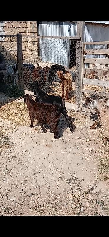 Salam 15 dende çəpişdi qiymeti 140 manatdan lalafo.az -da Salam 15 dende çəpişdi qiymeti 140 manatdan