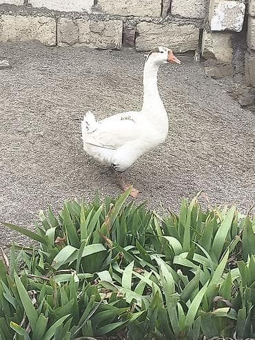 inek od dasi: Şəkildə gördüyünüz baxımlı cavan erkek qaz satılır sağlam aktivdir — 1