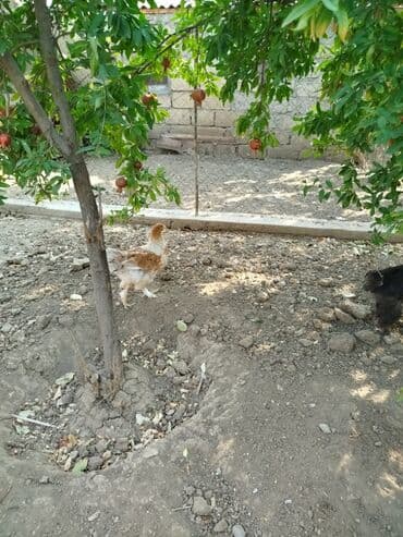 брама жужалари: Toyuq, Brama, Damazlıq, Pulsuz çatdırılma — 2