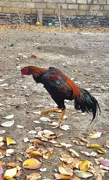 Akvariumlar: Xoruz, Ağdam, il: 1 — 3