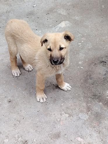 heyvan yemi: Balaca it balası – qum rəngində tüklü, qara burnu və ağ corablı — 2