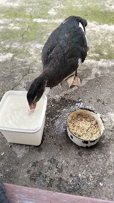 quzu şəkilləri: Erkək, | Lal ördək, Damazlıq, Ünvandan götürmə — 7