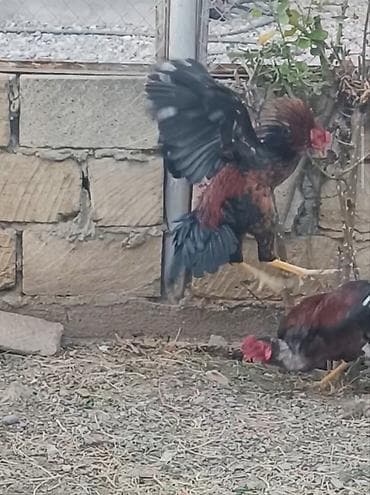 it tuklu: Xoruz, Heyratı, il: <1, Ödənişli çatdırılma — 2