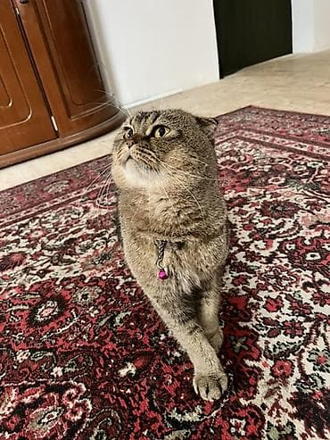 pitbull tap az: Britan yastı qulaq — 1