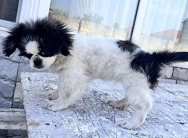 sabuncu heyvan bazari: Pekines, 4 ay, Erkek, Peyvəndli — 3