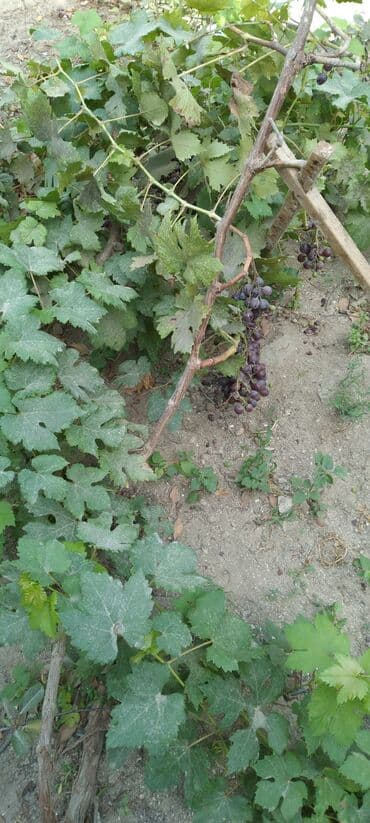 Daihatsu: Məhsul: Qırmızı üzüm (təzə budaqda) Təsvir:muskat izabella - at lalafo.az — 3 Daihatsu: Məhsul: Qırmızı üzüm (təzə budaqda) Təsvir:muskat izabella - — 3