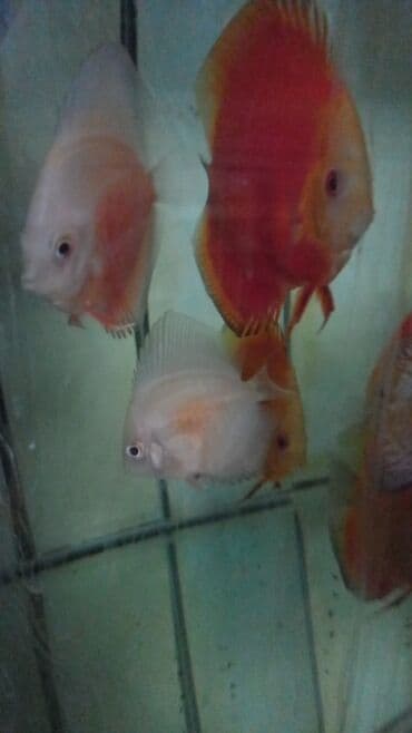 Gəmiricilər: Diskus, Sülhsevər — 2