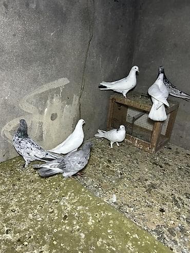 quş sesleri: 7 quwdu kom 30 manat elvae lazm olsa yene var — 2