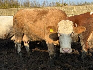 Quzu: Simmental tipli inək - Rəng: açıq-qəhvəyi gövdə, ağ baş və sinə - — 3