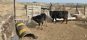 Dana, buzov, Dişi, ay: 10, Ünvandan götürmə