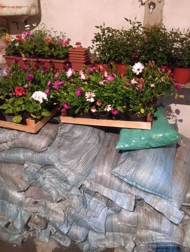 саженцы малины тарус: Qazon landşaft #qazon #torf #torf250litrlik Ekolayf #ekolayf balaken — 22