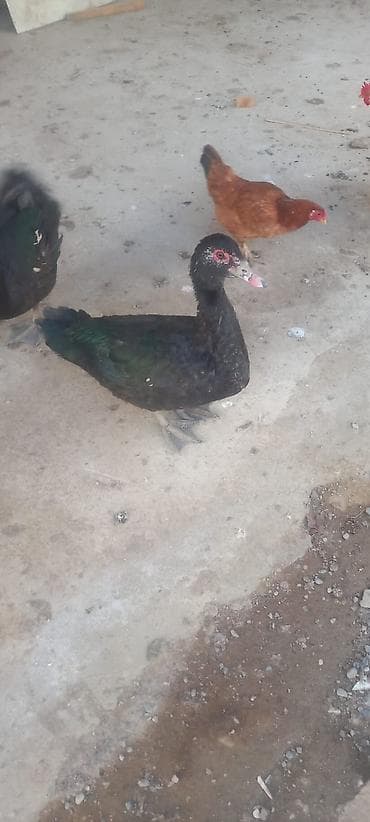 Atlar: Bir cüt erkey Boz macar və Qara Zümrüdü Aktiv və ətlik heyvandır hər — 5