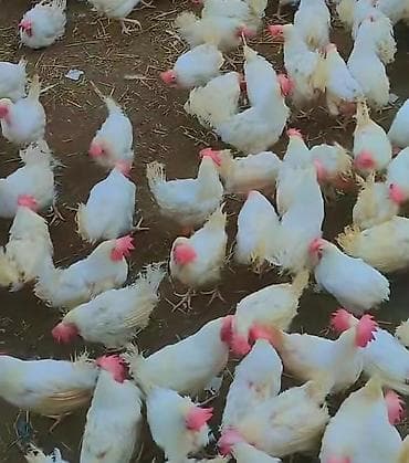 tap az yumurtlayan toyuqlar: Toyuq, Liqorin, Yumurtalıq, Pulsuz çatdırılma — 3