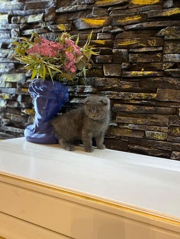 мейн кун купить в баку: Şotland, Dişi, Yaxşı əllərə, Ünvandan götürmə — 1