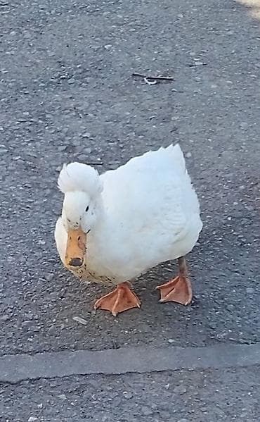 toyuq cuce alqi satqisi: Dişi, Yumurtalıq, Ünvandan götürmə, Ödənişli çatdırılma, Rayonlara çatdırılma — 2