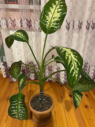 ev bitkisi: İki dekorativ otaq bitkisi 1) Begoniya (nöqtəli/argentə yarpaqlı — 4