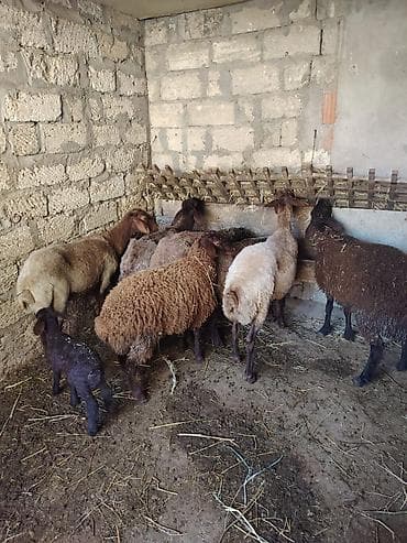 Heyvanlar: Dişi, Qala, il: 1, Damazlıq — 4