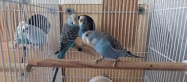 Akvariumlar: Məhsul: Dalmatian naxışlı və mavi-ağ çalarlı dalğıncıq (budgerigar) — 2